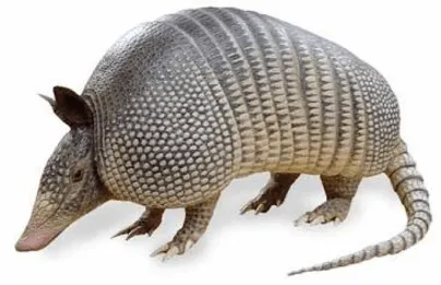 Armadillo | Wikifaunia, tu enciclopedia de animales