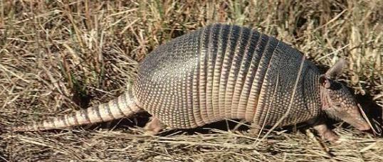 Armadillo+3.JPG