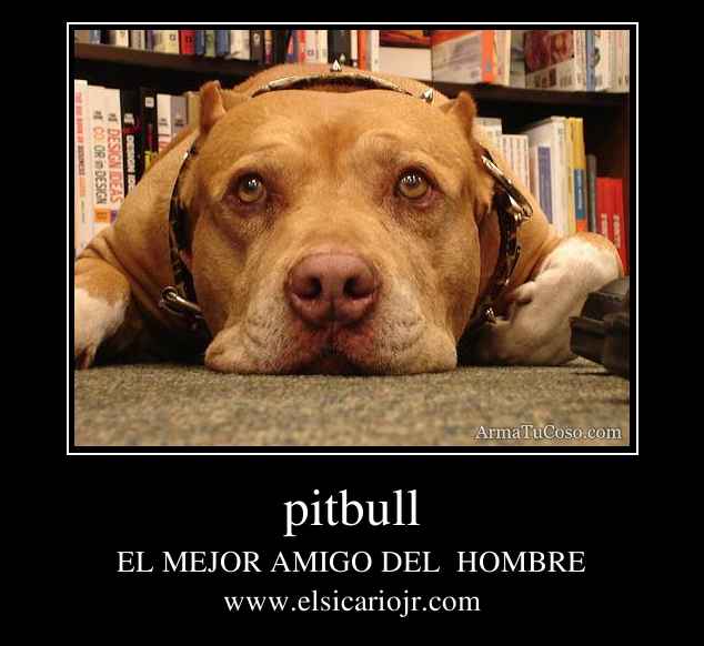 armatucoso-pitbull-13396.jpg