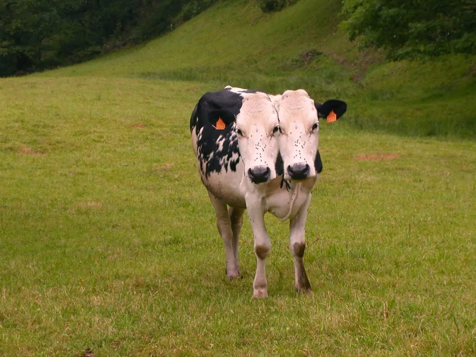 Aroa Cuetos INFORMÁTICA.: Vaca dos cabezas GIMP Aroa Cuetos INFORMÁTICA.: Vaca dos cabezas GIMP