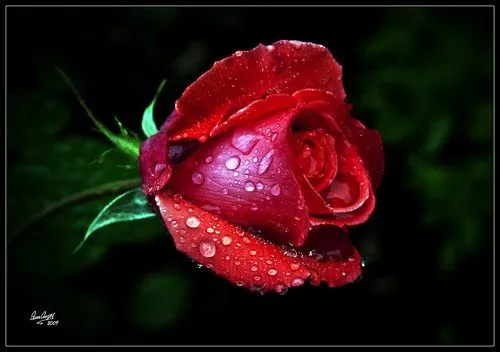 El aroma de las flores | Flickr - Photo Sharing!