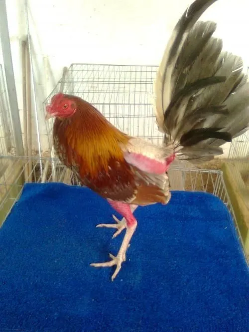 ArrajatablaGALLOS FINOS Archivos - Arrajatabla ArrajatablaGALLOS FINOS Archivos - Arrajatabla