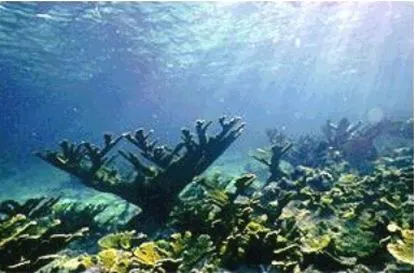 Los arrecifes de coral - Monografias.