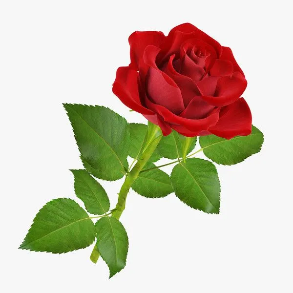 Arreglos Florales en Puebla: Historia y significado de la Rosa Roja Arreglos Florales en Puebla: Historia y significado de la Rosa Roja