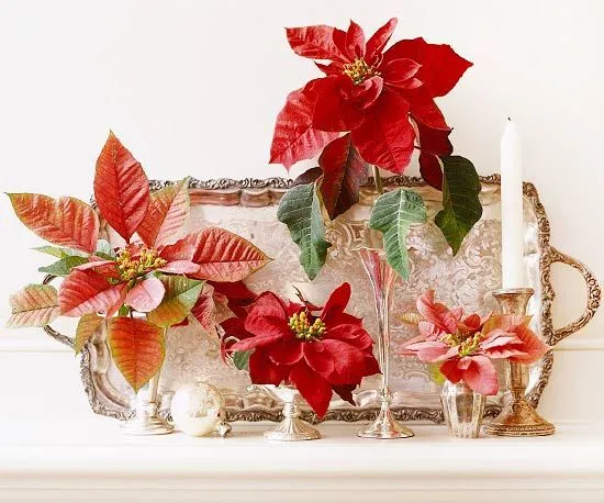 Arreglos navideños con flor de pascua
