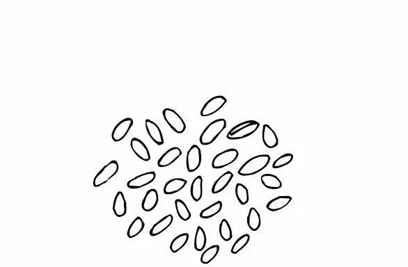 Arroz para colorir - Imagui