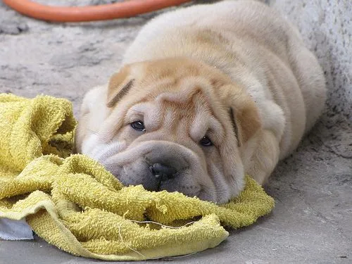 El arrugadito y bonito Sharpei | blanco.pe