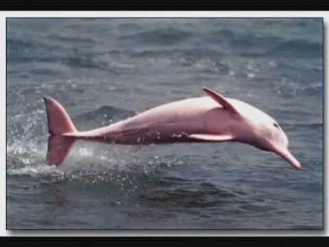 ARTE JAD - Proyecto colaborativo: Salvemos al delfin rosado - YouTube ARTE JAD - Proyecto colaborativo: Salvemos al delfin rosado - YouTube