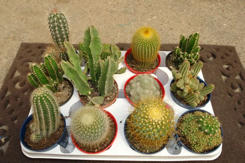 ARTE Y JARDINERÍA DISEÑO DE JARDINES: Cactus. El desierto en casa ARTE Y JARDINERÍA DISEÑO DE JARDINES: Cactus. El desierto en casa