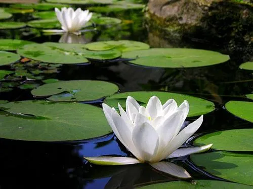 ARTE Y JARDINERÍA DISEÑO DE JARDINES: FLOR DE LOTO Y SUS ... ARTE Y JARDINERÍA DISEÑO DE JARDINES: FLOR DE LOTO Y SUS ...