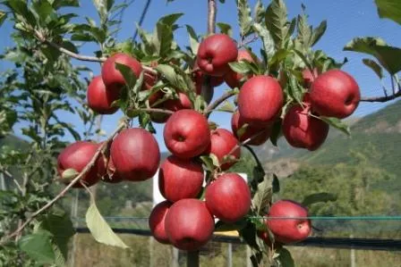 ARTE Y JARDINERÍA DISEÑO DE JARDINES: El Manzano. Malus domestica ARTE Y JARDINERÍA DISEÑO DE JARDINES: El Manzano. Malus domestica