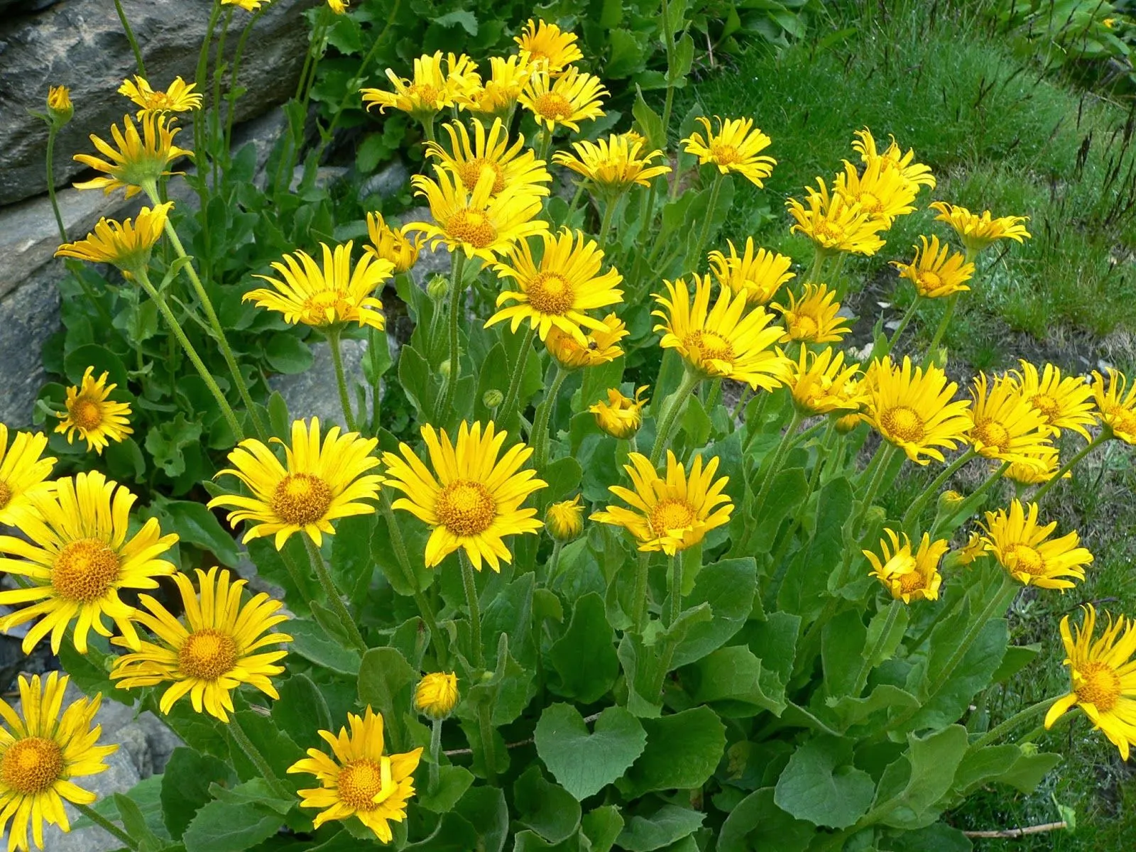 ARTE Y JARDINERÍA DISEÑO DE JARDINES: PLANTAS VIVACES PARA ZONAS ... ARTE Y JARDINERÍA DISEÑO DE JARDINES: PLANTAS VIVACES PARA ZONAS ...