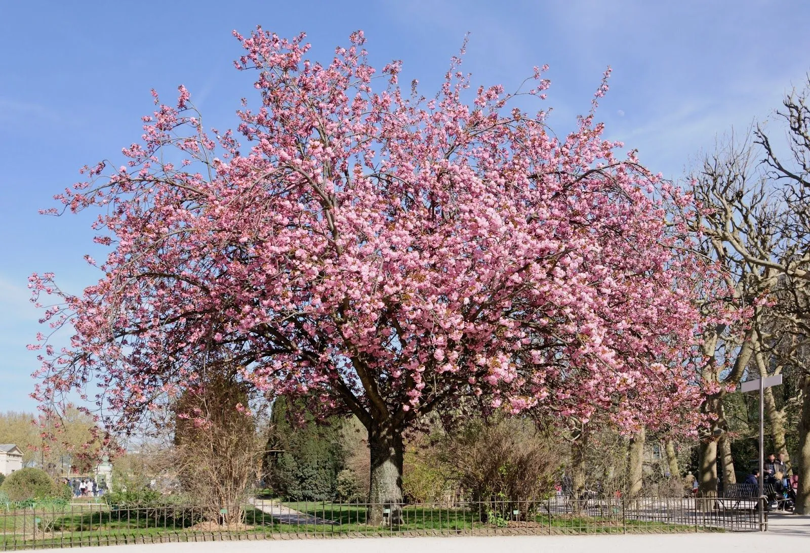 ARTE Y JARDINERÍA DISEÑO DE JARDINES: PRUNUS. CEREZO. Árbol con ...