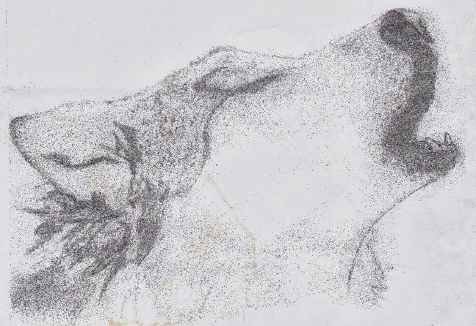 El arte en las manos: Lobo aullando