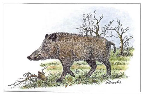 Arte y Naturaleza. El javalí