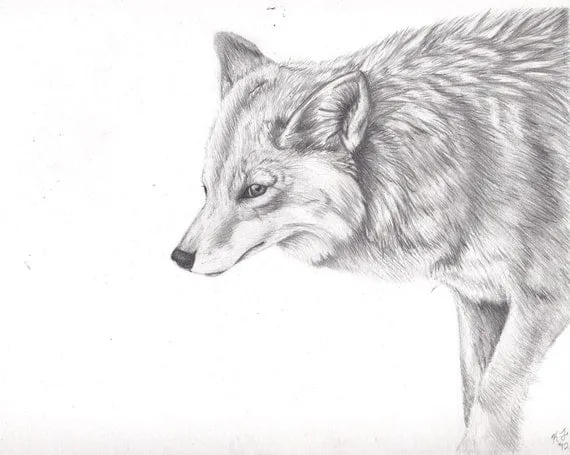 Items similar to Arte original dibujo grafito lápiz Coyote on Etsy Items similar to Arte original dibujo grafito lápiz Coyote on Etsy