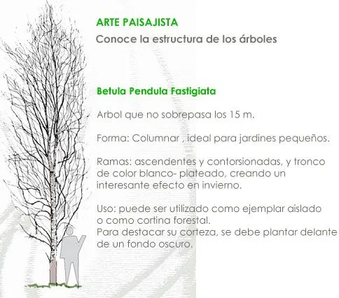 ARTE PAISAJISTA: Betula pendula » Noticias de Paisajismo, Arte ...