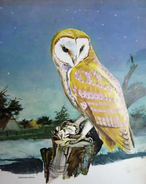 Arte rupestre mitología simbología avifauna rapaces nocturnas ... Arte rupestre mitología simbología avifauna rapaces nocturnas ...