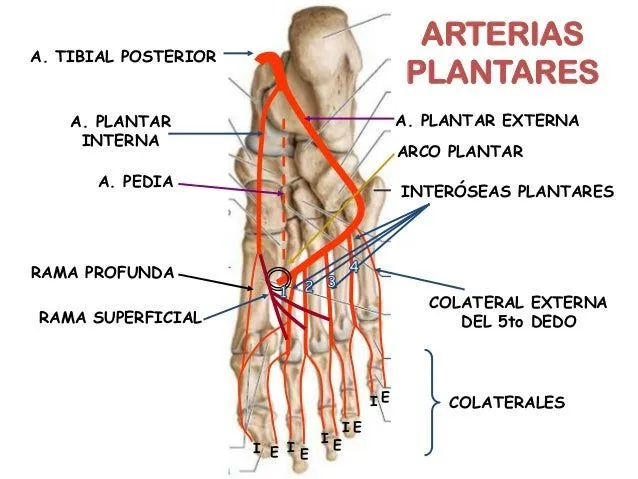 arterias-del-pie-grupo-atlas- ...