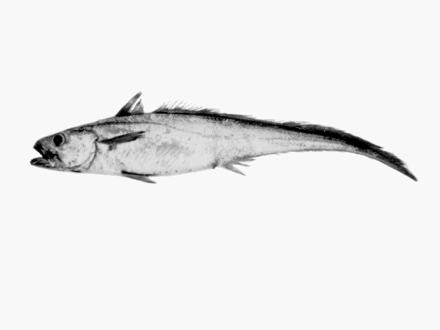 Artes de Pesca: VAMOS A PESCAR MERLUZA 2ª Parte Artes de Pesca: VAMOS A PESCAR MERLUZA 2ª Parte