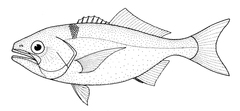Artes de Pesca: VAMOS A PESCAR PÁMPANO OVAL Artes de Pesca: VAMOS A PESCAR PÁMPANO OVAL