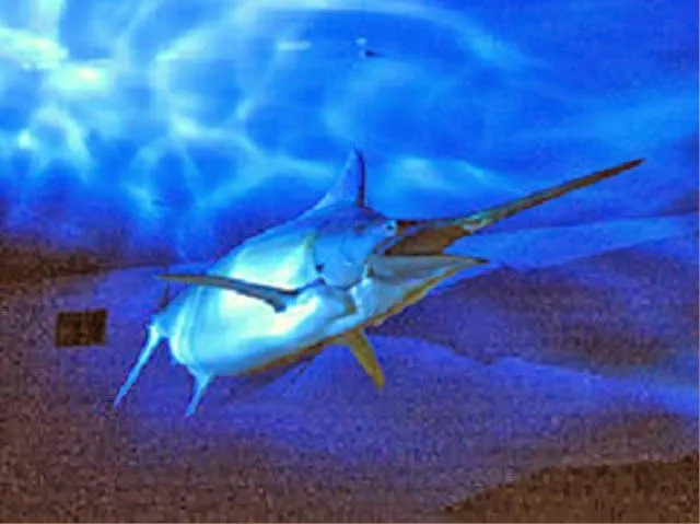 Artes de Pesca: VAMOS A PESCAR XIPHIAS GLADIUX (PEZ ESPADA) Artes de Pesca: VAMOS A PESCAR XIPHIAS GLADIUX (PEZ ESPADA)