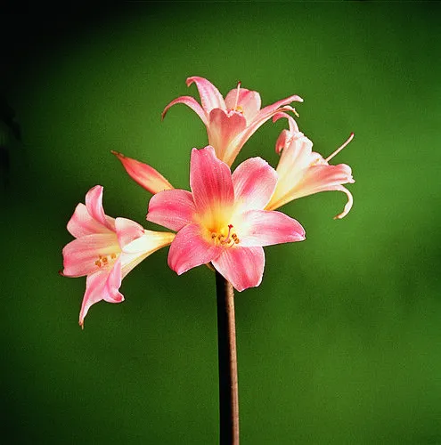 Artesaniaflorae | Artesanía vegetal y arte floral