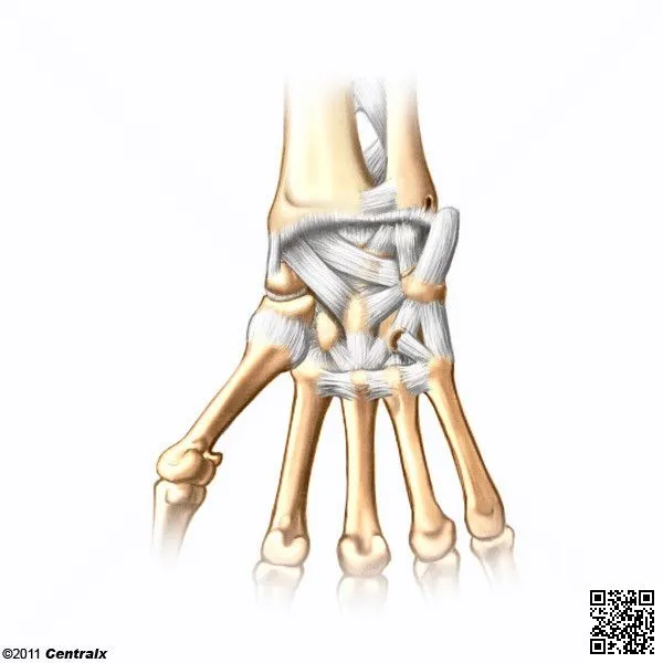 Articulación de la Muñeca - Atlas de Anatomía del Cuerpo Humano ... Articulación de la Muñeca - Atlas de Anatomía del Cuerpo Humano ...