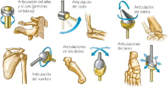 Las articulaciones móviles o diartrosis | El Cuerpo Humano