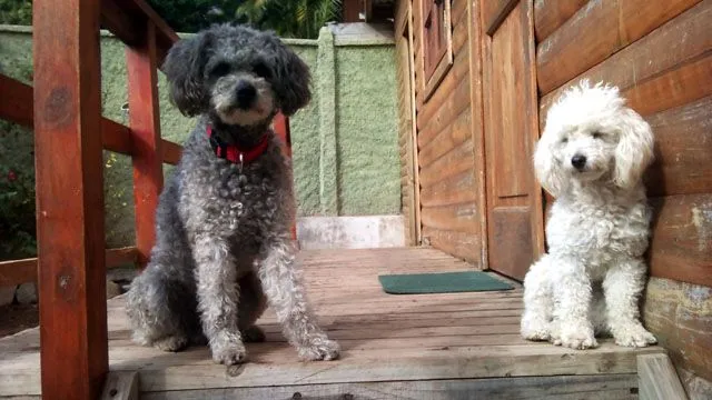Artículos sobre enfermedades - Raza Poodle