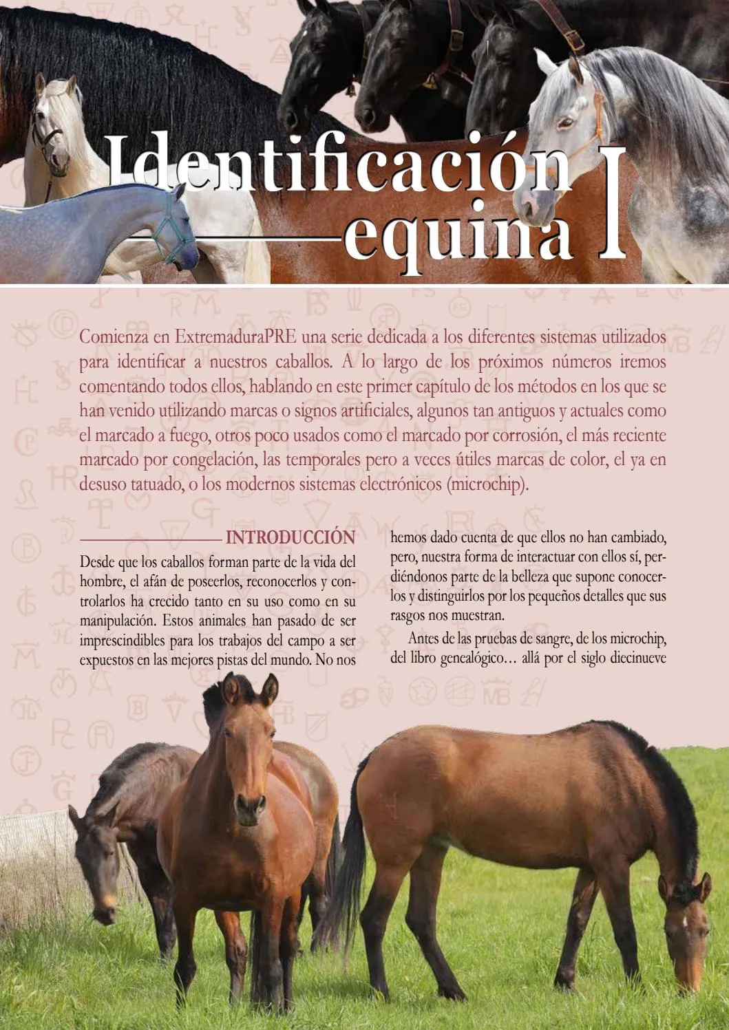 Artículos de identificación equina. by 80101 - Issuu Artículos de identificación equina. by 80101 - Issuu