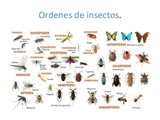 Artrópodos