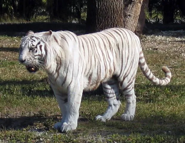 ARTROPODOS Y MAMIFEROS