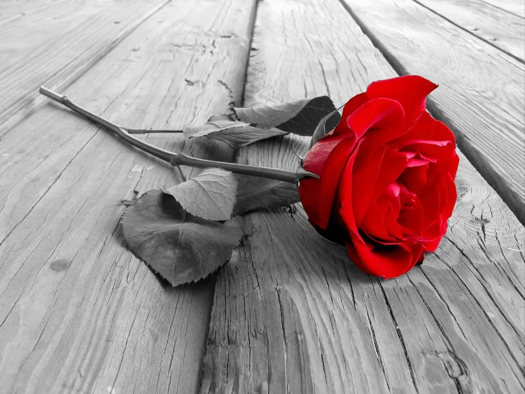 Rosas Rojas De Amor - EsPix