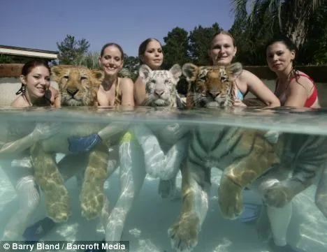  ... Ashley, Moksha, Julia, China e Rajini com os bebês tigres na piscina