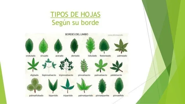 asistente-en-jardinera-8-638. ...