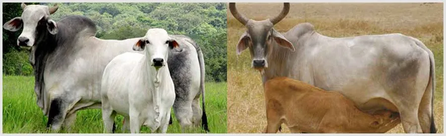 Asocebú Venezuela