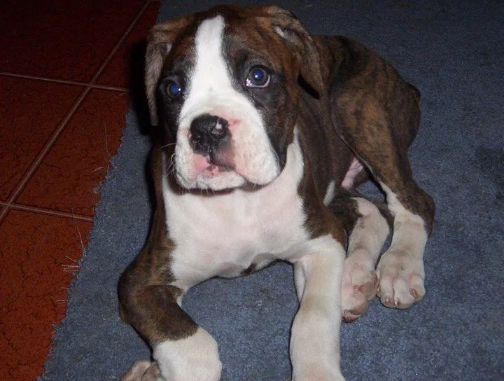 Asociación para el bienestar animal No Me Olvides: BOXER ATRIGRADO ... Asociación para el bienestar animal No Me Olvides: BOXER ATRIGRADO ...