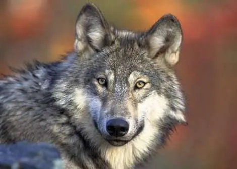 Asombro científico: Un lobo salvaje recorre cuatro países de ...