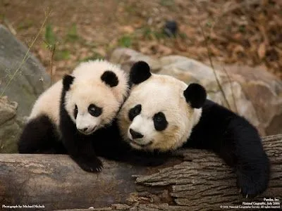  ... su aspecto de oso de peluche el panda gigante es uno de