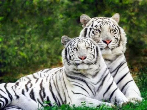 Aspectos Del Medioambiente: Especies animales y vegetales amenazados Aspectos Del Medioambiente: Especies animales y vegetales amenazados