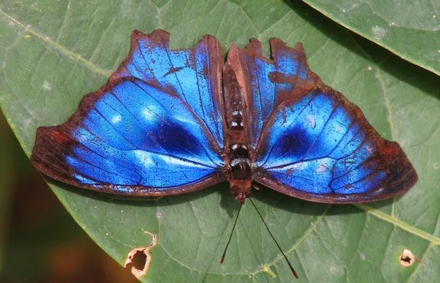 Association for Tropical Lepidoptera home page Association for Tropical Lepidoptera home page