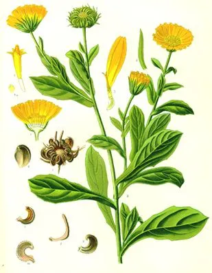 asteraceae ornamentales 3