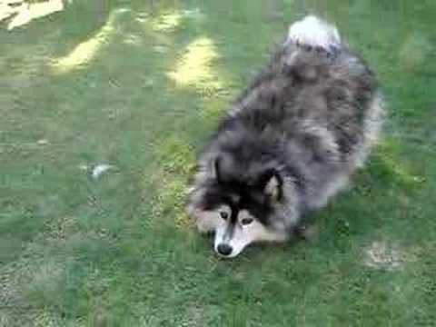 el ataque del malamute rabioso - YouTube