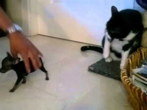 el ataque el raton de praga al gato.mp4 en www.ratondepraga.es ... el ataque el raton de praga al gato.mp4 en www.ratondepraga.es ...