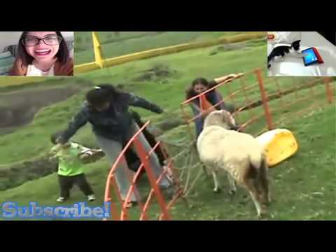 ATAQUES DE BORREGOS MUY GRACIOSOS VIDEOS CHISTOSOS - YouTube ATAQUES DE BORREGOS MUY GRACIOSOS VIDEOS CHISTOSOS - YouTube