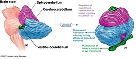 ataxia y atáxicos: 1/02/11 - 1/03/11