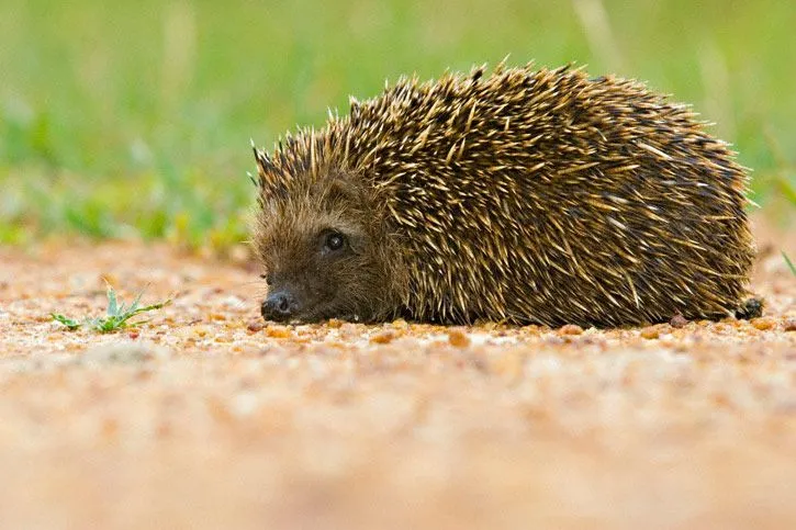 Atelerix • El Erizo de Tierra • Reproducción | EnciclopediA Animal Atelerix • El Erizo de Tierra • Reproducción | EnciclopediA Animal