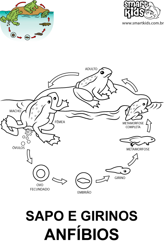 ATELIE MEU CANTINHO DAS ARTES: Reprodução dos Animais