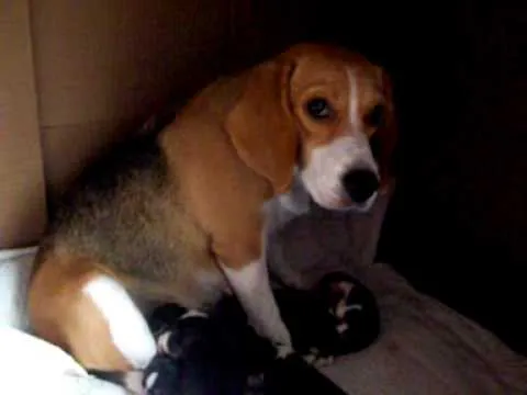 Athena con sus 5 cachorros recien nacidos (15/Jul/2009) - YouTube Athena con sus 5 cachorros recien nacidos (15/Jul/2009) - YouTube